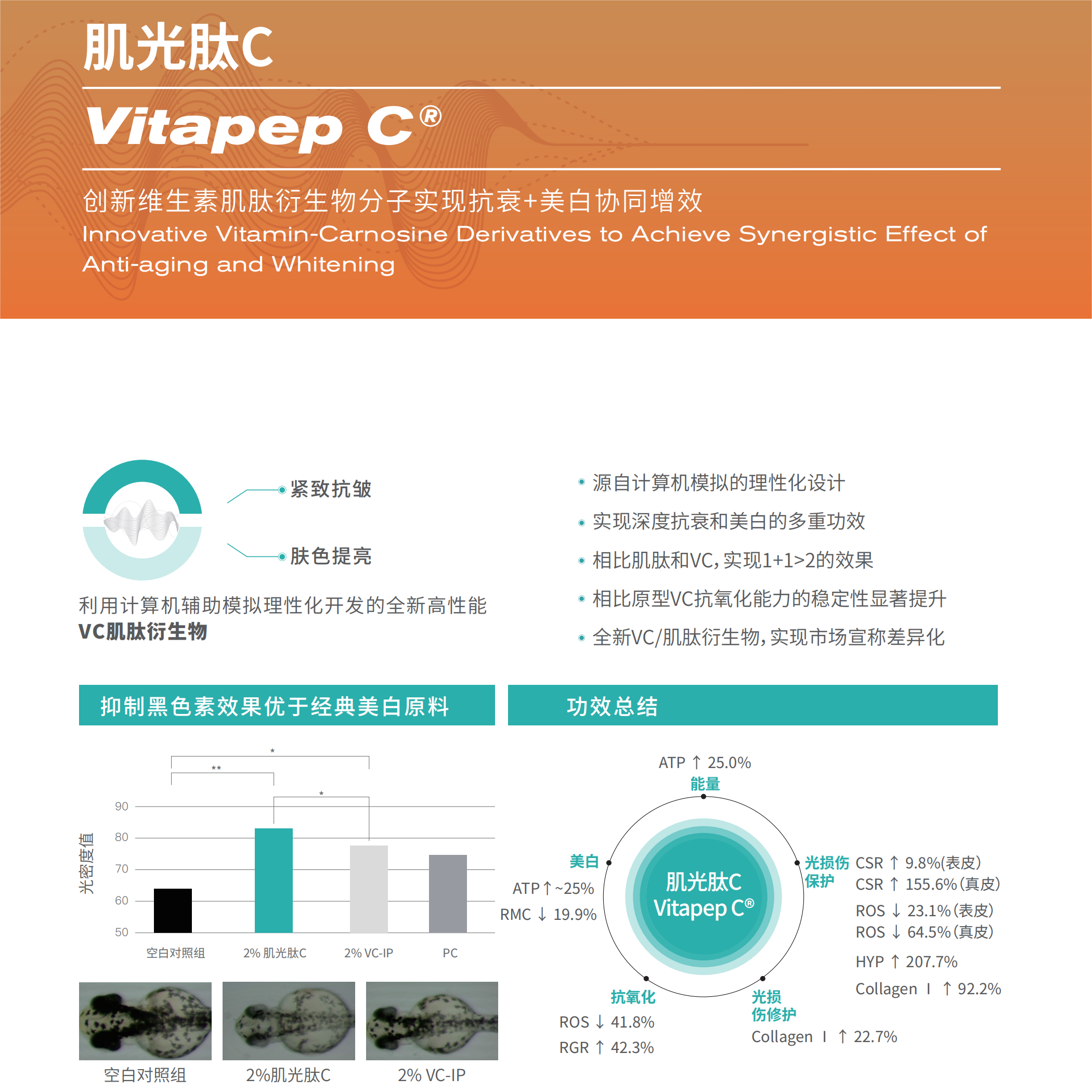 Vitapep C 肌光肽C