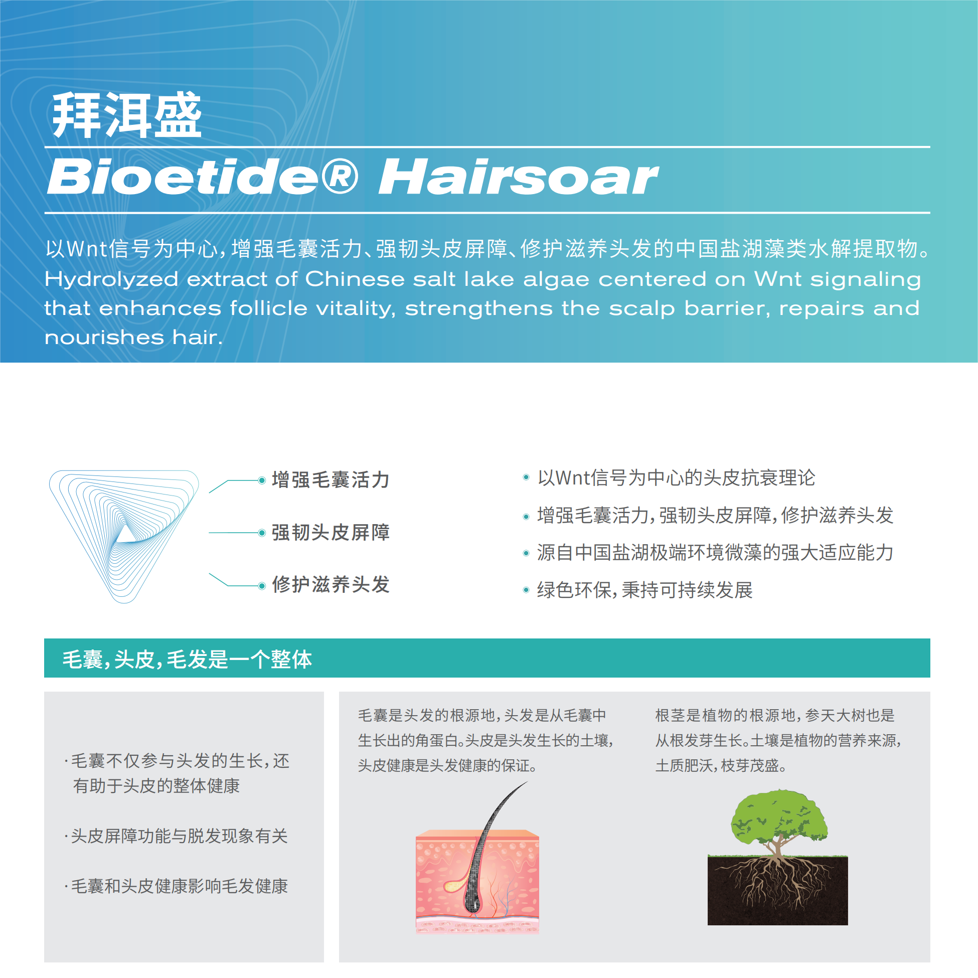 Bioetide Hairsoar 拜洱盛