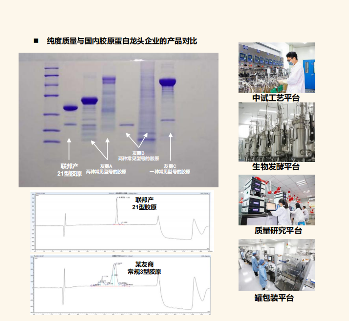 21型胶原蛋白 ColpepAI 21